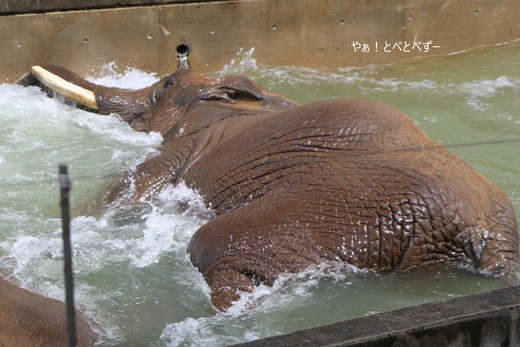 とべ動物園アフリカゾウ：リカ母さん（メス、推定３５歳）