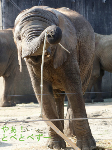 アフリカゾウ、アジアゾウ大好きブログ:やぁ!とべとべずー