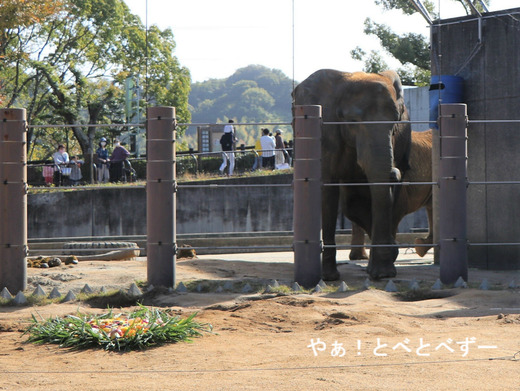 とべ動物園アフリカゾウ：媛ちゃん（メス、14歳）