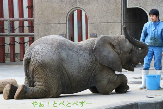 伏せをする砥愛ちゃん
