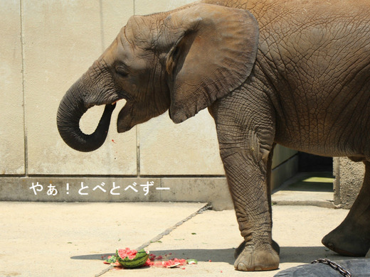 スイカ大好き♪アフリカゾウの子象の砥愛ちゃん