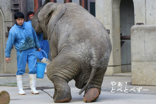 とべ動物園ブログ：ゾウ、白くま、レッサーパンダ、ライオン