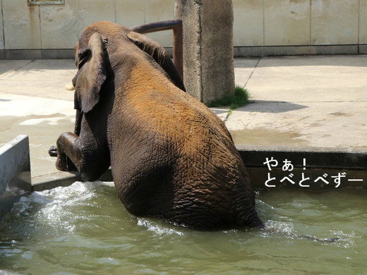 とべ動物園ブログ：やぁ！とべとべずー