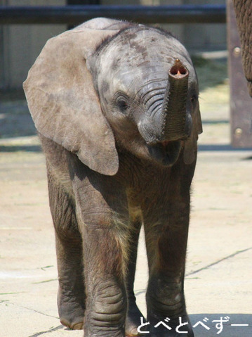 赤ちゃんゾウが見られる動物園・とべ動物園（愛媛）