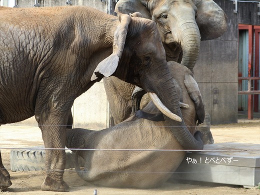とべ動物園ブログ:砥愛、ララ、イオ、フー、ウララ、ルビー