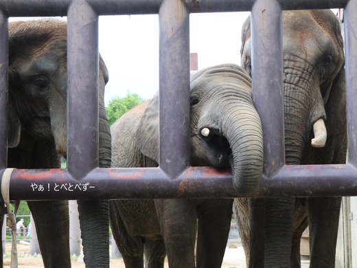 とべ動物園アフリカゾウのイベント：ゾウ様のブランチ
