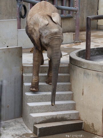 階段を下りるゾウ＠愛媛県立とべ動物園