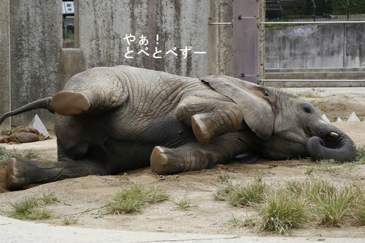 砂遊びをする子象の砥愛ちゃん（愛媛県立とべ動物園）