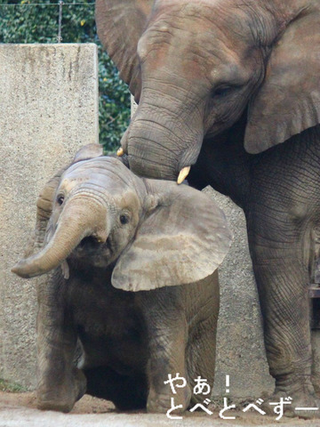 象にささやく男