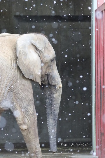 とべ動物園アフリカゾウ：アフ、リカ、媛、砥夢、砥愛