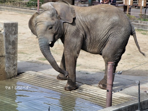 多摩動物公園アフリカゾウ：砥夢くんの妹の砥愛