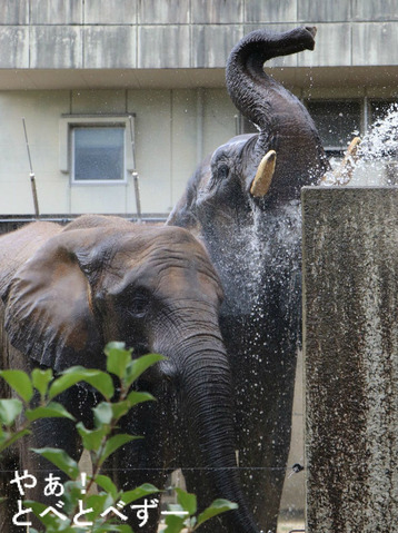 とべ動物園アフリカゾウ