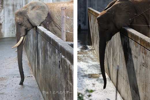 とべ家の秋の風物詩：落ち葉拾い食い