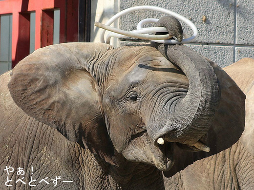 とべ動物園アフリカゾウのブログ