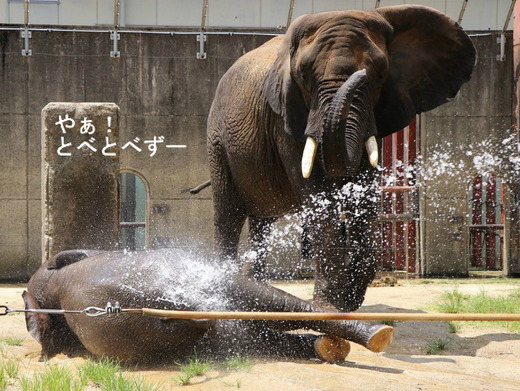 アフリカゾウの写真満載のブログ:やぁ!とべとべずー