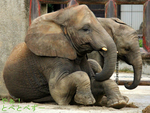 とべ動物園アフリカゾウのブログ:やぁ!とべとべずー