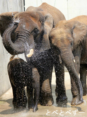 とべ動物園アフリカゾウと、しろくまピースのブログ：とべとべずー