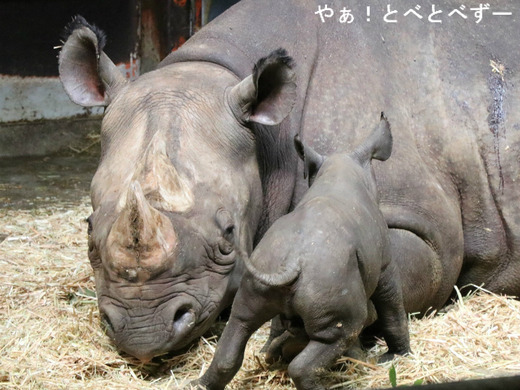 とべ動物園ヒガシクロサイの赤ちゃん:やぁ!とべとべずー