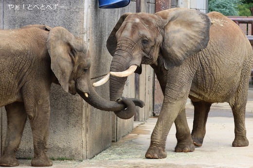 アフリカゾウ、アジアゾウ大好きブログ：やぁ！とべとべずー