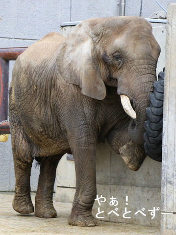 媛ちゃん、砥夢くん、砥愛ちゃんのお母さん象のリカさん