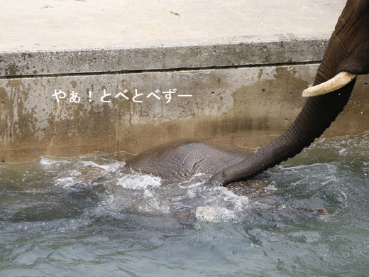 プールに潜るアフリカゾウの子象の砥愛ちゃん