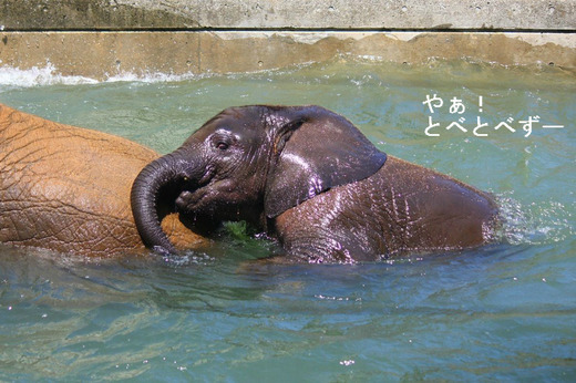 日本で唯一アフリカゾウの家族が暮らす愛媛とべ動物園