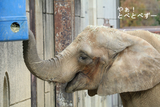 とべ動物園アフリカゾウ：媛ちゃん（メス、１３歳）