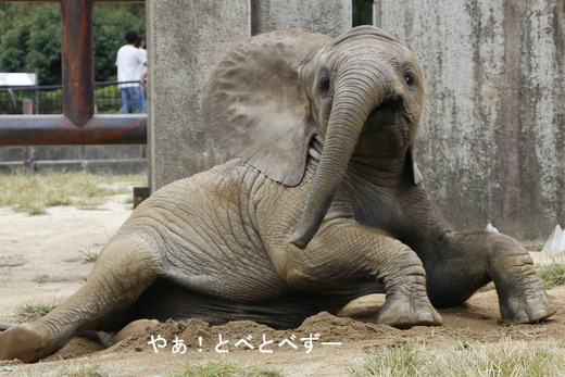 日本で唯一血縁関係のあるアフリカゾウが暮らす愛媛とべ動物園