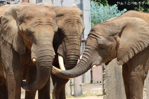 とべ動物園アフリカゾウ：砥愛（メス、１２歳）