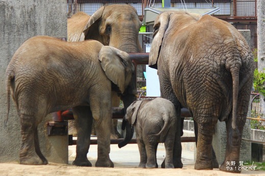 とべ動物園アフリカゾウ：アフ、リカ、媛、砥夢、砥愛