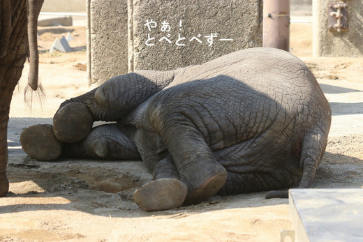 アフリカゾウのお昼寝:横になって寝る子象