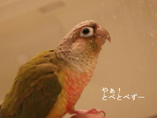 ウロコインコの『もみじ』さんのブログ：やぁ！とべとべずー