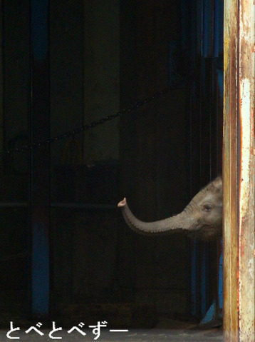 アフリカゾウの赤ちゃん：とべ動物園の砥愛（とあ）