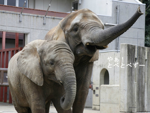 とべ動物園アフリカゾウのブログ