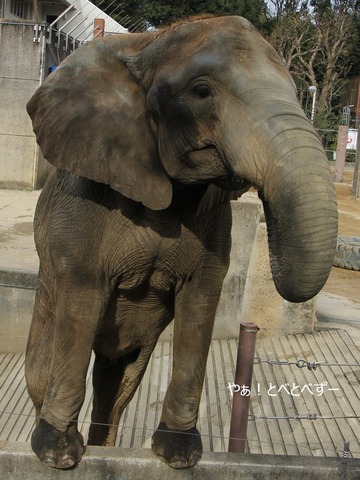 アフリカゾウのレジェンド飼育員さんに育ててもらった子ゾウの媛
