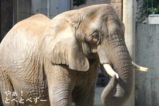 とべ動物園アフリカゾウのブログ：やぁ！とべとべずーリカ母さん