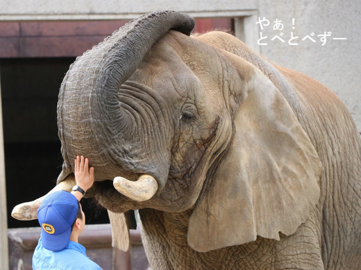 日本で唯一血縁関係のあるアフリカゾウの親子が暮らす愛媛とべ動物園