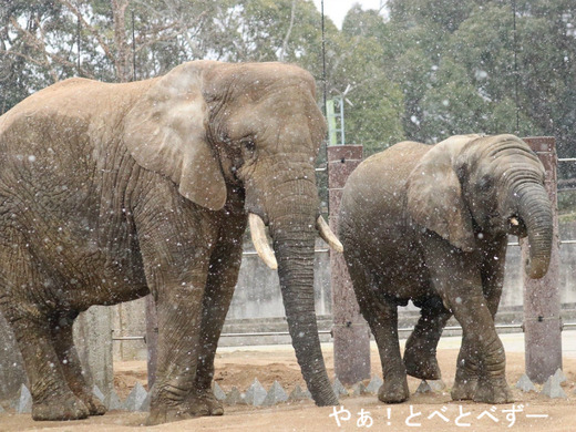 雪の中のとべ動物園アフリカゾウ