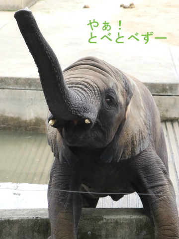 最近20年で日本で生まれたアフリカゾウは４頭。内、とべが３頭