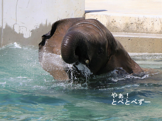 とべ動物園ブログ：砥愛、ティア、フー、ウララ、ルビー、リュウト