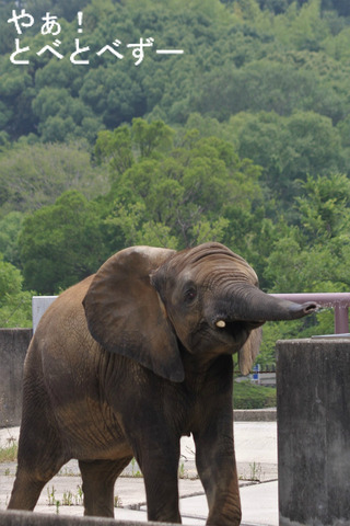 とべ動物園アフリカゾウのブログ:やぁ!とべとべずー