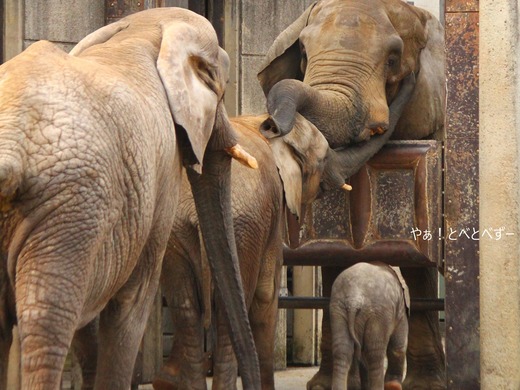 とべ動物園アフリカゾウ：アフ（オス、2016年4月14日に死亡）