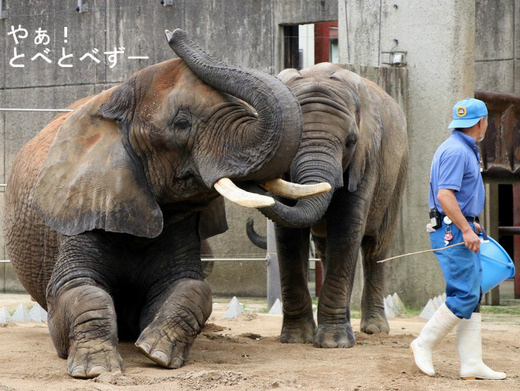 とべ動物園アフリカゾウの親子:リカ母さんと砥愛ちゃん