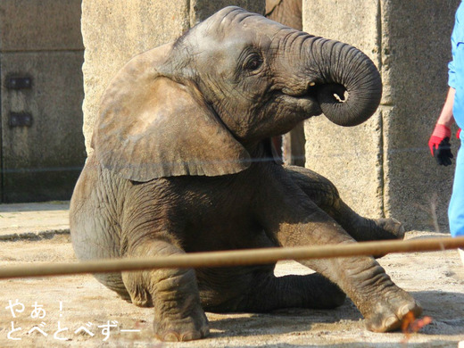 とべ動物園アフリカゾウ:砥愛ちゃん(メス、2歳)