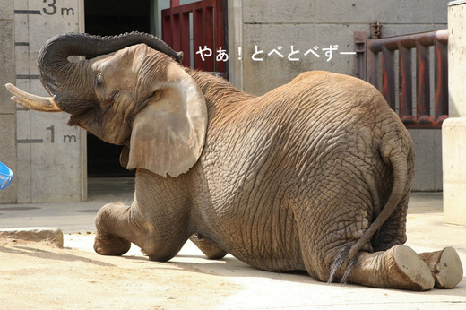 とべ動物園アフリカゾウのブログ:やぁ!とべとべずー
