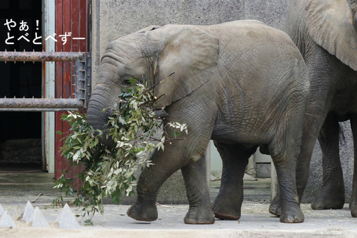 とべ動物園アフリカゾウ:砥愛ちゃん(メス、4歳)