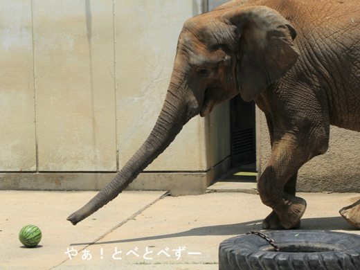 とべ動物園アフリカゾウのブログ：やぁ！とべとべずー