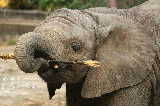 とべ動物園アフリカゾウ：子象の砥愛ちゃん（メス、2歳）