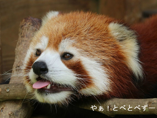 とべ動物園：レッサーパンダの砥々丸（ととまる）くん
