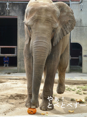 とべ動物園アフリカゾウ:媛ちゃん(メス、12歳)